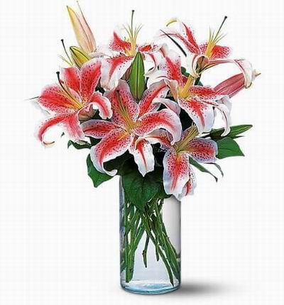 6 pink Lilies