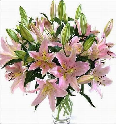 Gilded by the sun, the tight buds of our Pink Oriental Lilies unfurl to reveal pure elegance. Since shades do vary with each order from dark to light pink, these lilies will truly be a delightful surprise. Like all Oriental Lilies, these sun-dappled bloom