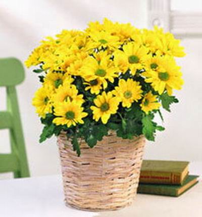 Yellow Chrysanthemums in basket