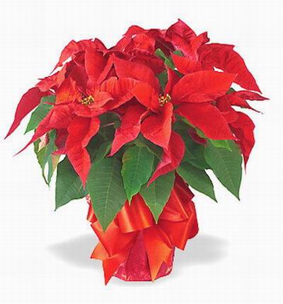 Christmas Flower Selection - Christmas Poinsettia