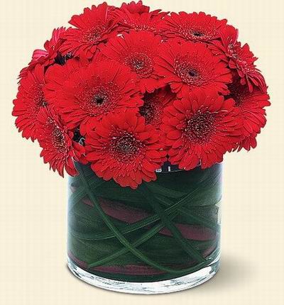 15 red Gerbera Daisies with leaves in the vase (Vase included)