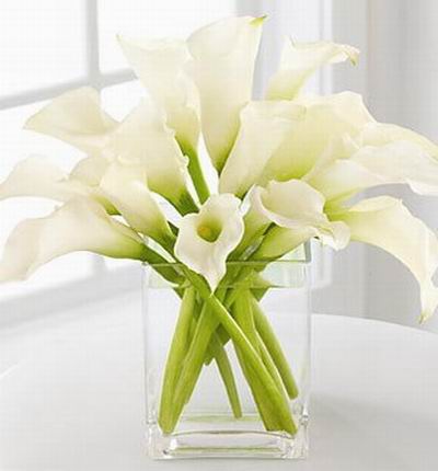 12 white Calla Lilies