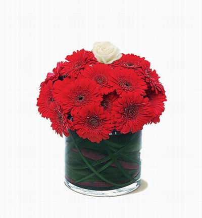 15 red Gerbera Daisies and 1 white rose with leaves in the vase (Vase included)