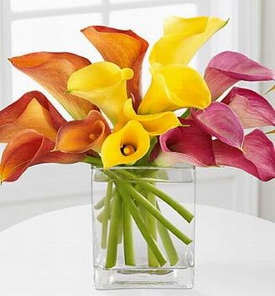 15 Assorted Calla Lilies.