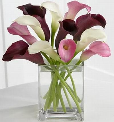 12 stems of assorted Callas.  Purple, pink and white.