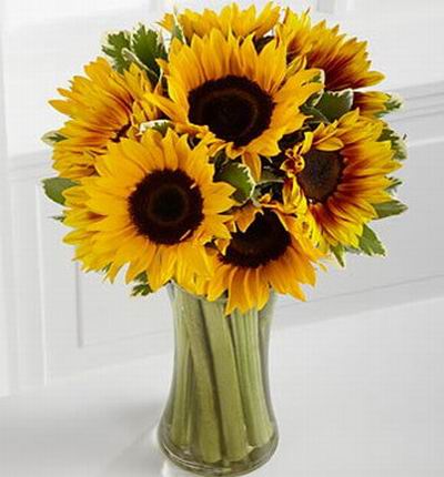 10 Sunflowers,