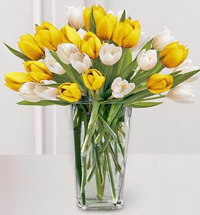 13 yellow tulips and 14 white tulips.