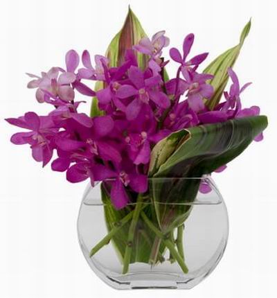 Purple Mokara Orchids with leaves in vase.