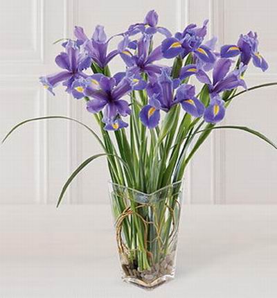 10 stems of stately iris with lily grass.