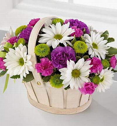 3 purple Carnations, 8 Pink Violet Carnations,  8 white Gerbera Daisies and Button Poms in basket.