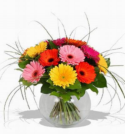 A mix of 11 assorted colored Gerbera Daisies with fillers.