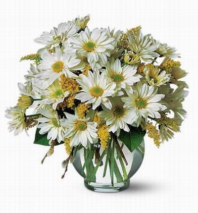 Shasta Daisies and fillers.