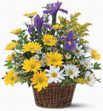 Basket of Shasta Daisies and Iris with fillers.