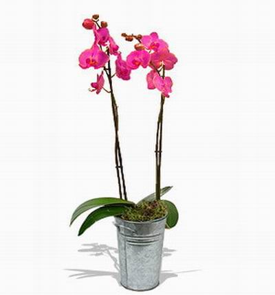 Single pink Orchid pot.