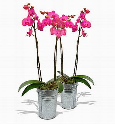 Double pink Orchid pots.