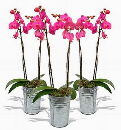 Triple pink Orchid pots
