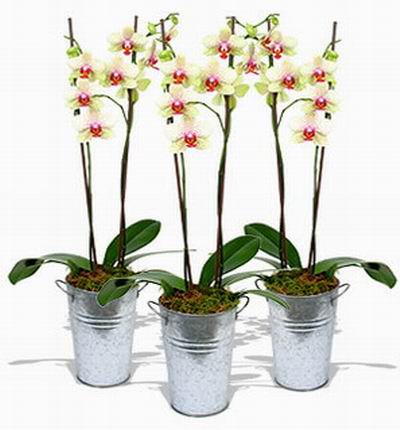 Triple white Orchids.