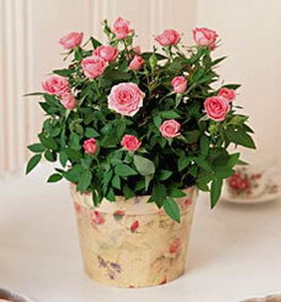 Pink Rose plant (If plant is unavailable, Roses  will be substituted)