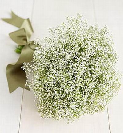 As Baby's Breath is usually used as fillers, this is a special Baby's Breath main bouquet.