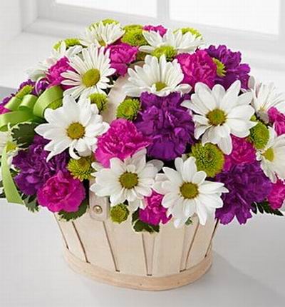 6 Purple Carnations, 10 Pink Violet Carnations, 12 white Gerbera Daisies and button Poms in Basket.