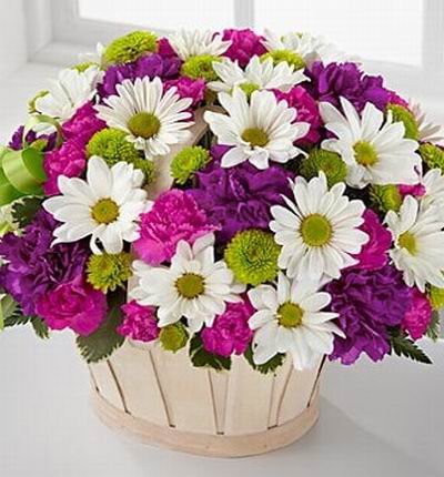 8 Purple Carnations, 12 Pink Violet Carnations, 15 white Gerbera Daisies and button Poms in Basket.